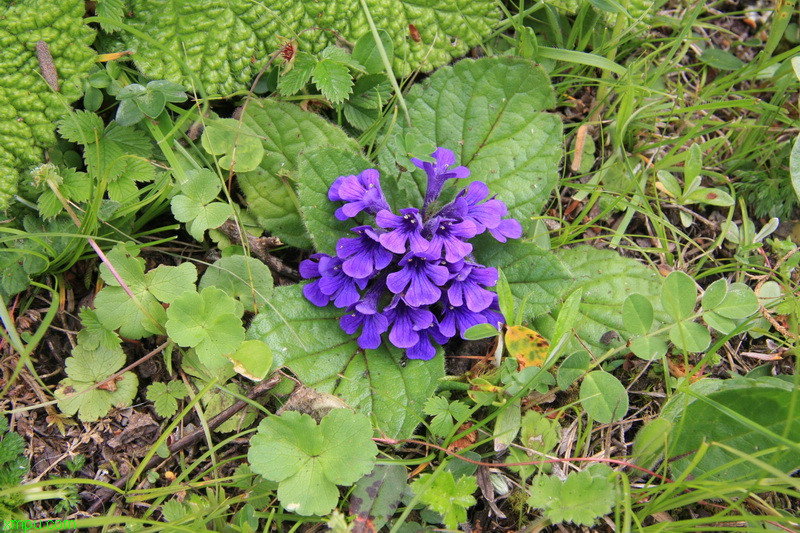 茴香菖蒲