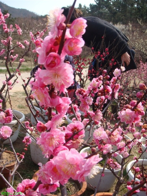 郑州鲜花网店