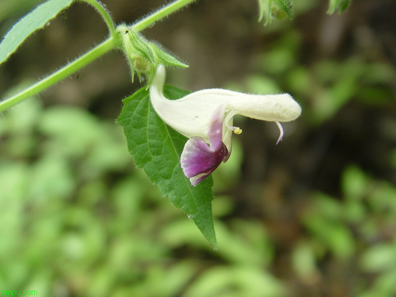 紫蝴蝶花怎么养