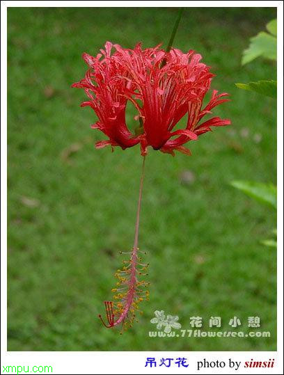 玫瑰花茶的搭配大全