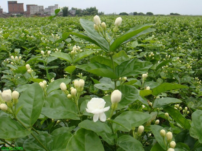 蓼子花