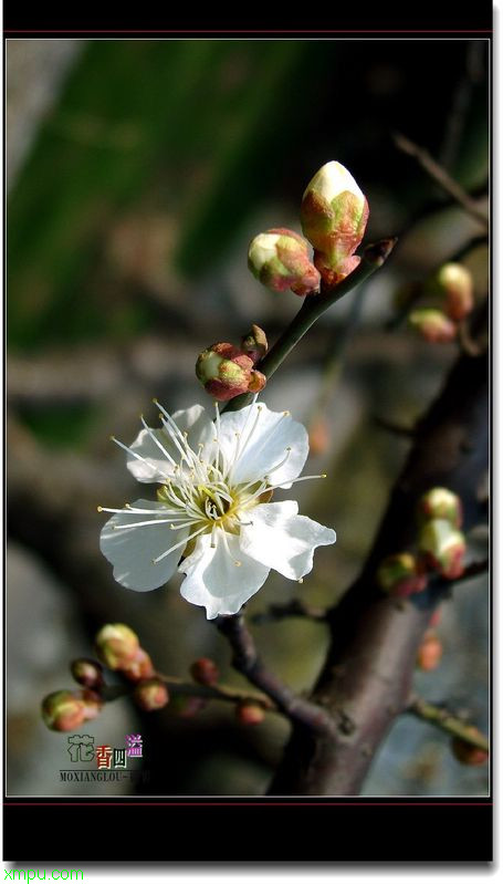 红香妃兰花