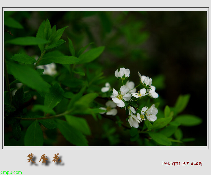 茴香菖蒲