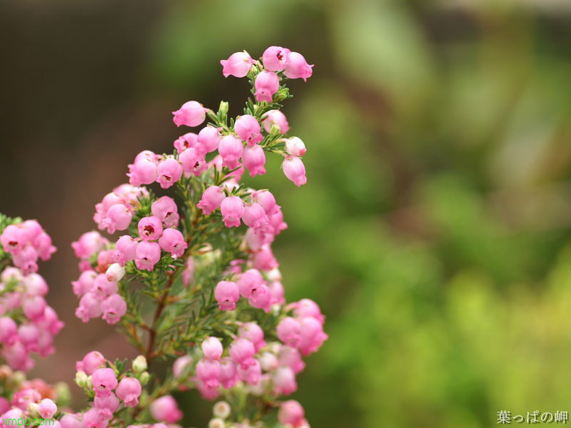 永生花的花语是什么