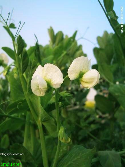 结香花图片