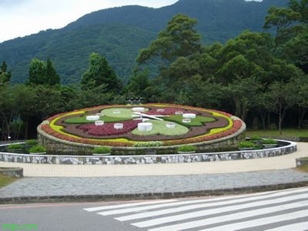 山茶花几月开