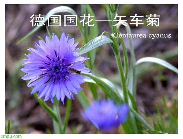 6朵玫瑰花代表什么意思