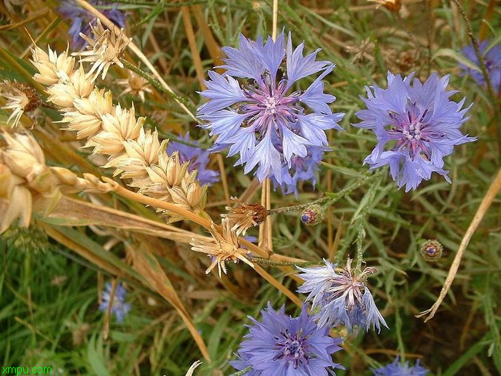 杜鹃花为什么是禁花