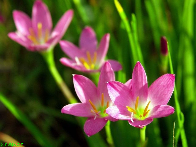 教师节花