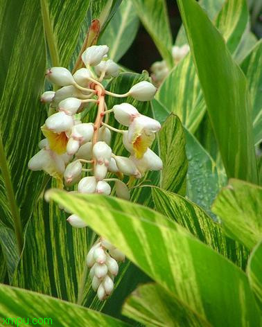 蓝花鸢尾