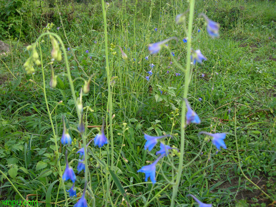 桂花树造型