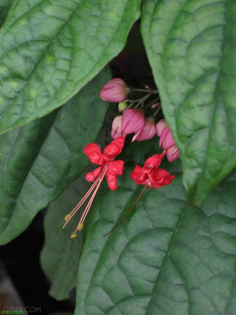 自制水泥花盆