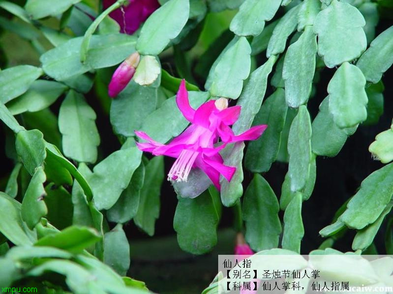 山茶花寓意