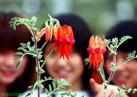 水仙花神