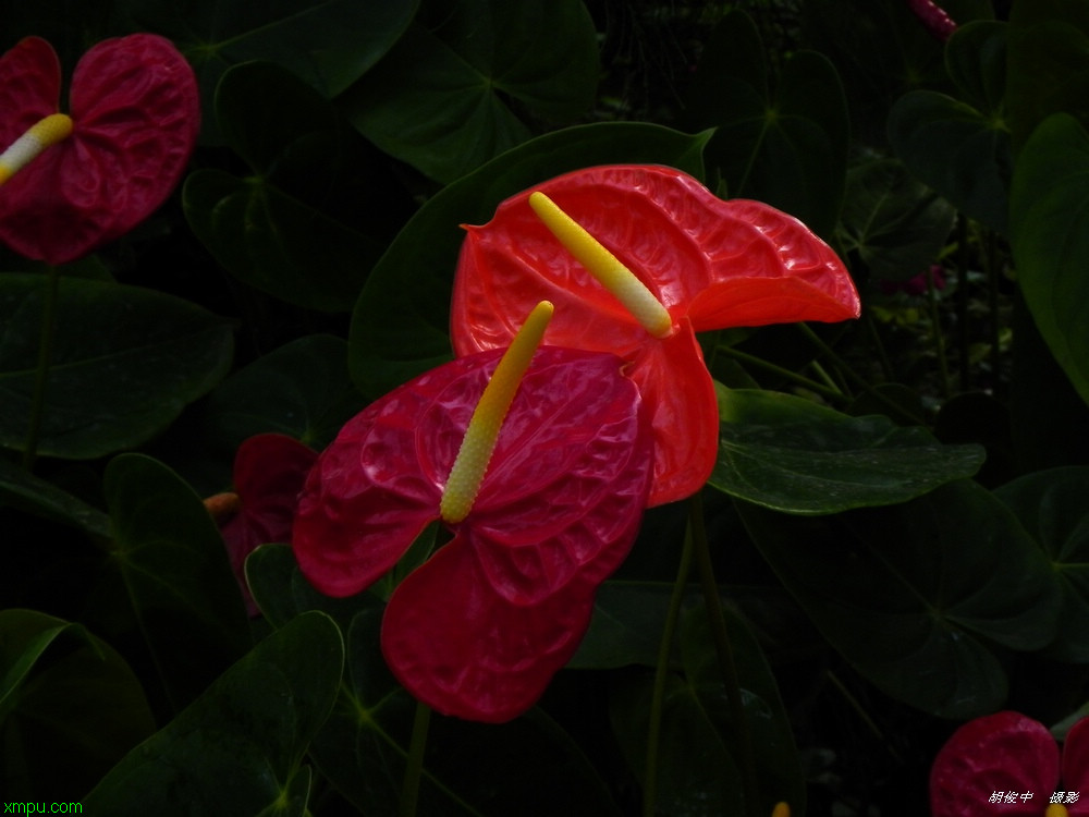 龟背竹叶子边缘发黄干枯