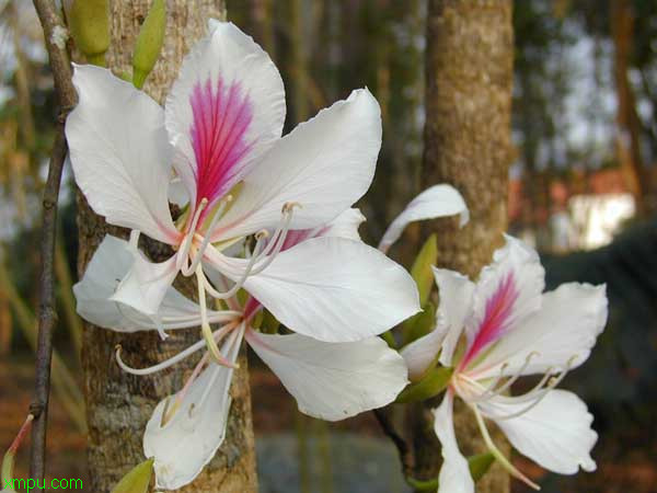 月季花如何过冬