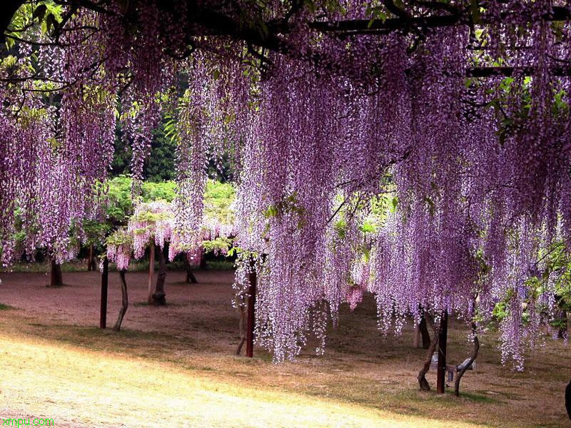 红菊花图片