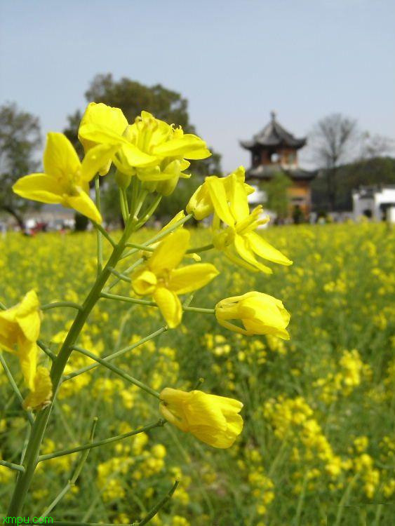 牡丹花如何种植