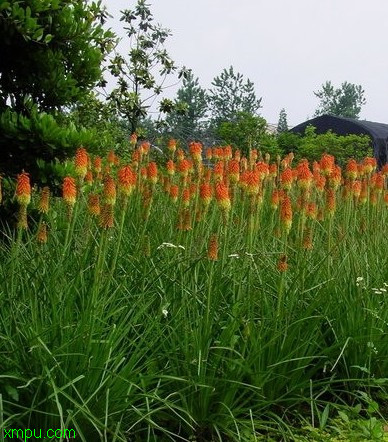 禾雀花图片