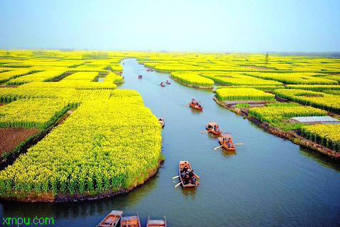 水草造景图片