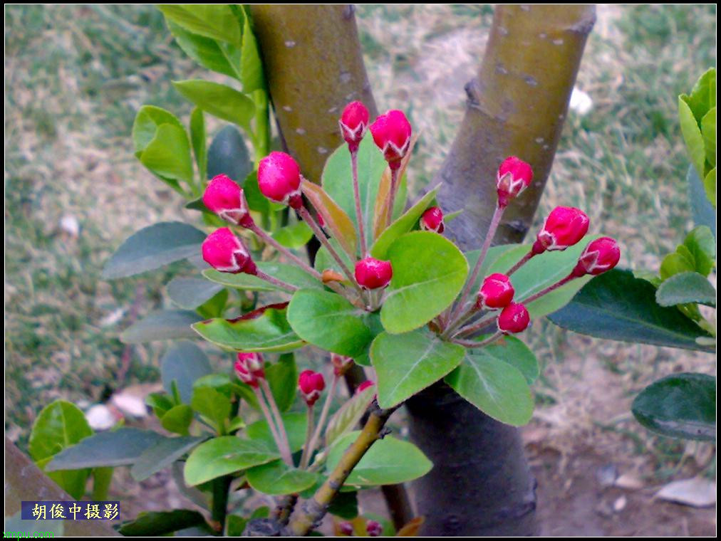 鲜花 价格