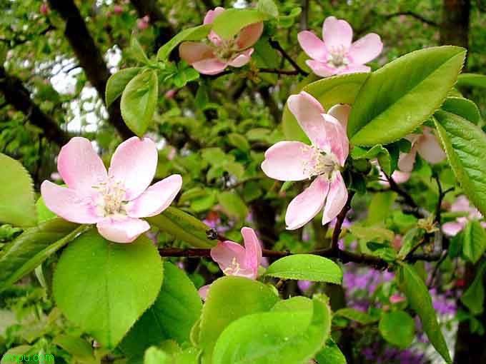 迎春花品种大全