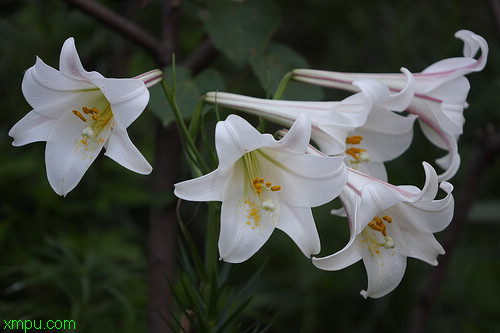 冬季花卉