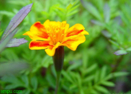 花里的小黑飞虫怎么根除