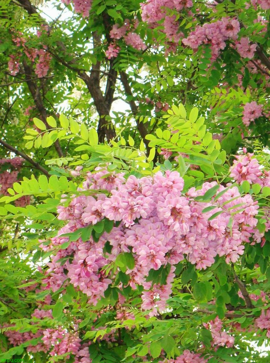 生病送什么花比较好