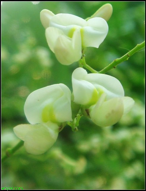 八仙花图片