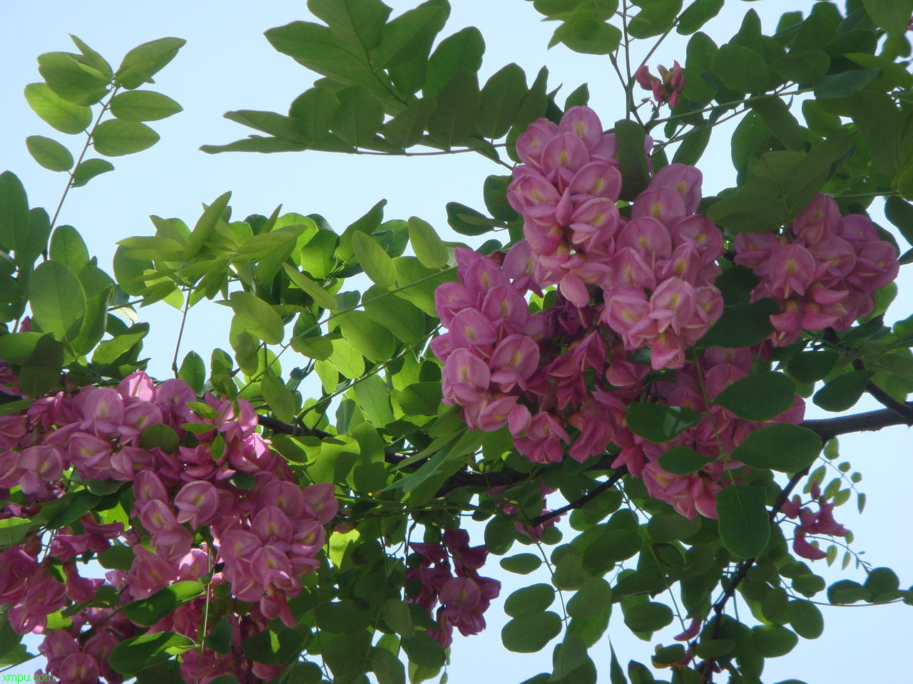 蓝香芥