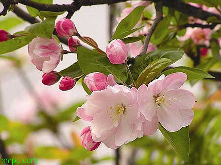 梅子什么季节成熟?