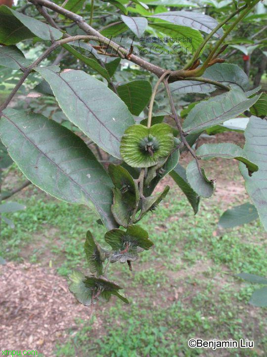 提高睡眠质量的植物