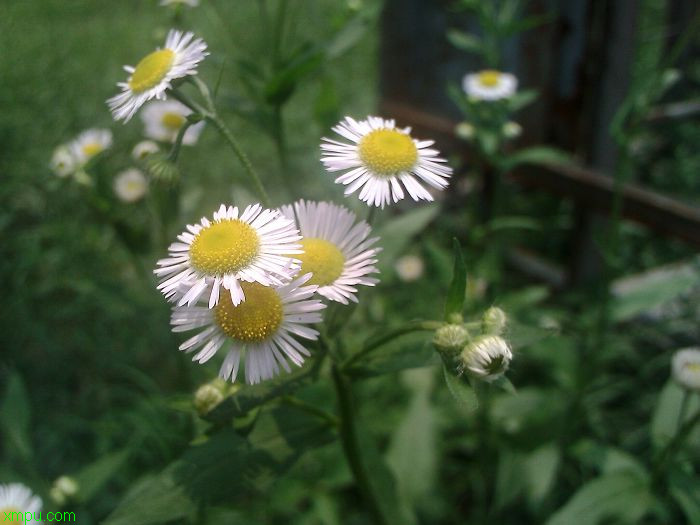 水仙花花期