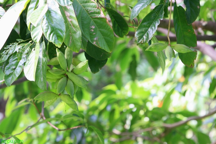 5朵玫瑰