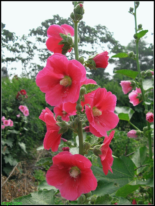 水仙花如何雕刻视频