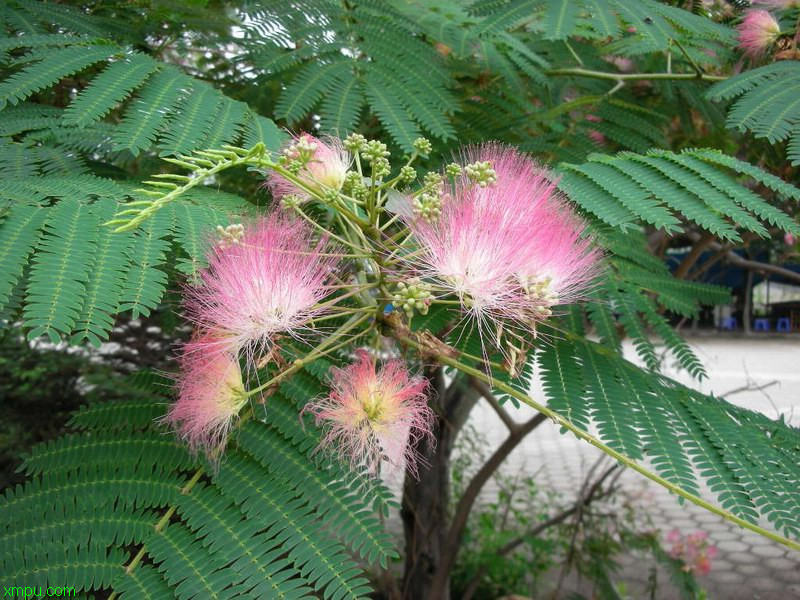 格桑花怎么种