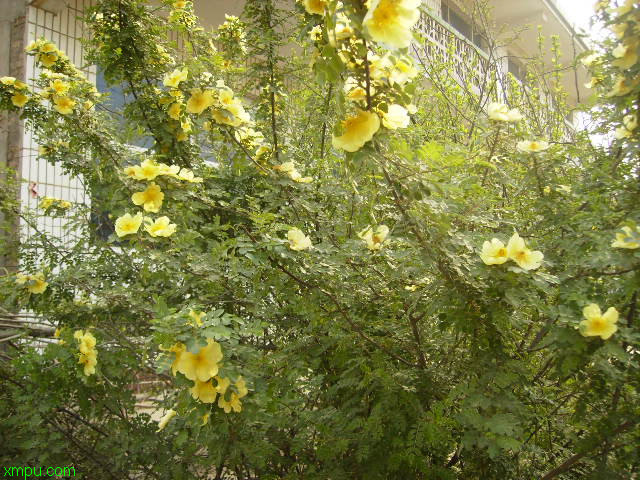 artemisia annua