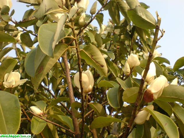 百合种植技术与栽培管理