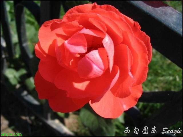 花椒价格