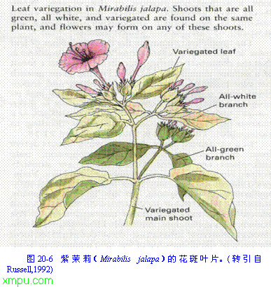 竹柏的功效与作用