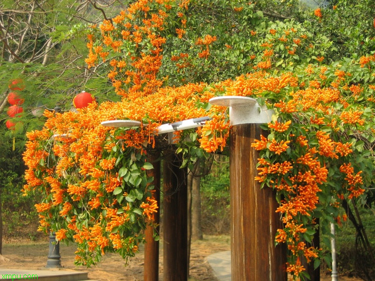 巴西鸢尾花图片