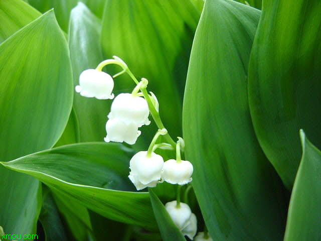 香菇与花菇