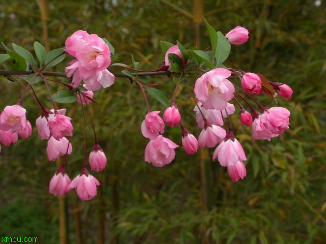 芦荟祛斑