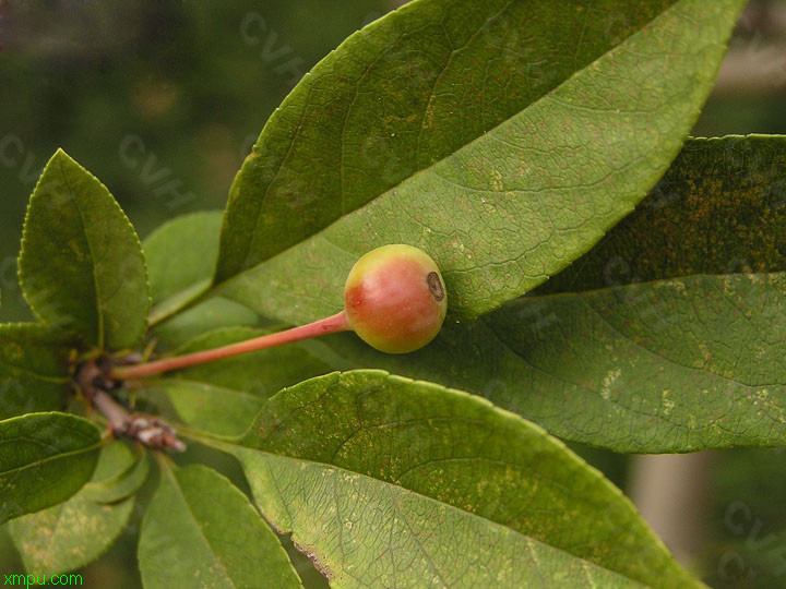 芜菁甘蓝