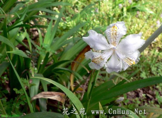 送百合花代表什么意思