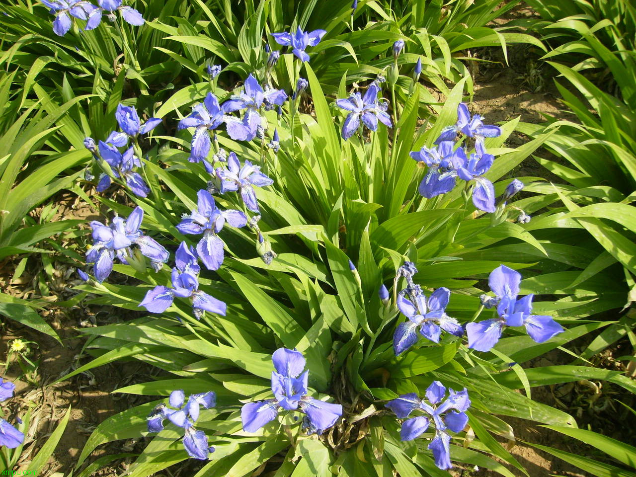 格桑花怎么种