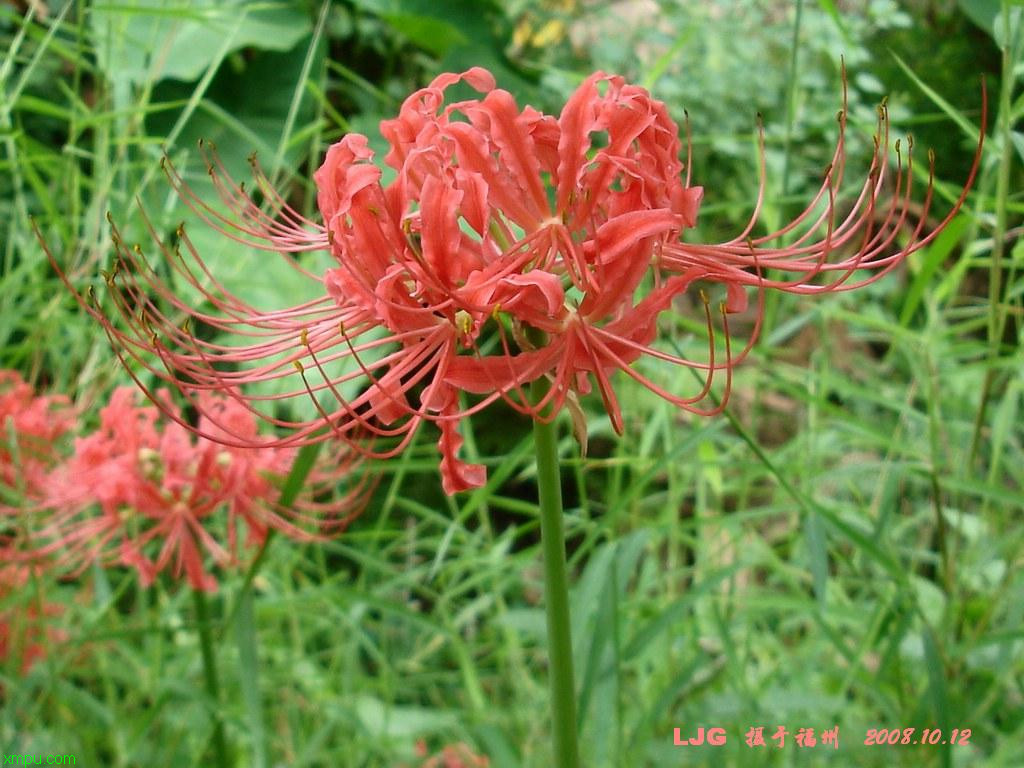 无花果的花