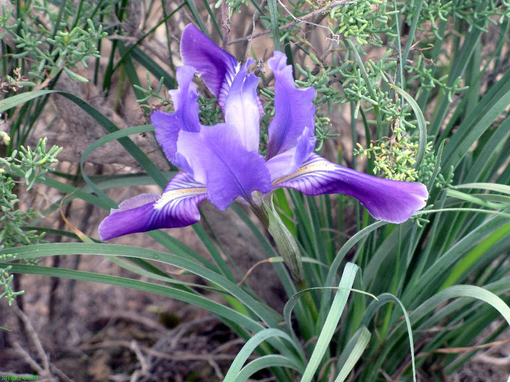 蓝莓花图片