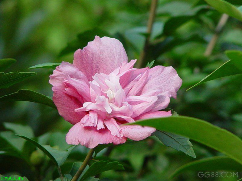 金线莲怎么种植比较好